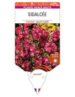 SIDALCEA (malviflora hybrides)
