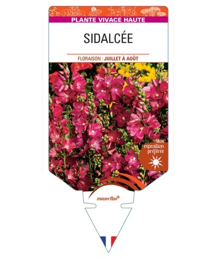 SIDALCEA (malviflora hybrides)