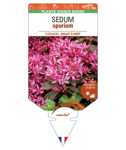 SEDUM (spurium) Orpin bâtard (rouge)