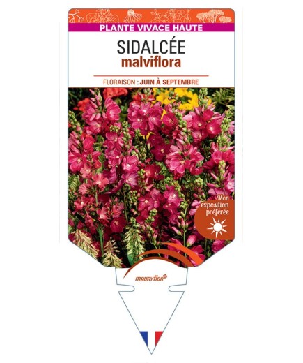 SIDALCEA MALVIFLORA (rouge)