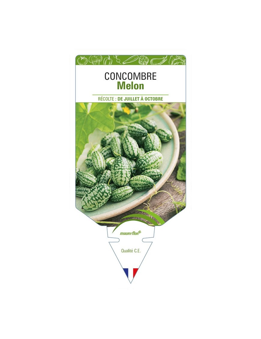 Concombre Melon