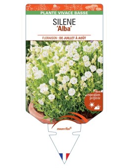SILENE (maritima) Alba
