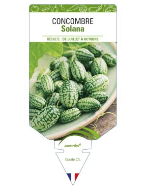 Concombre Solana