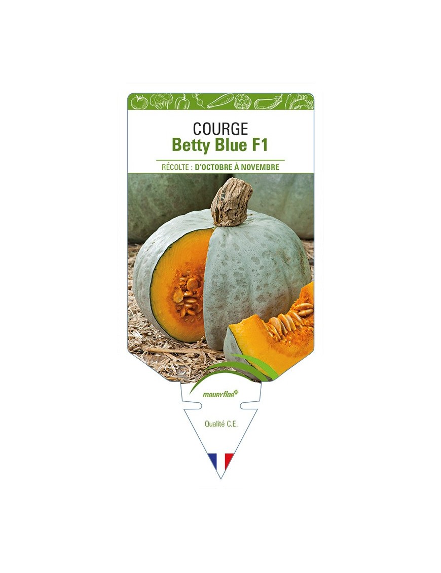 Courge Betty Blue F1