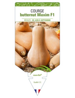 Courge butternut Maxim F1