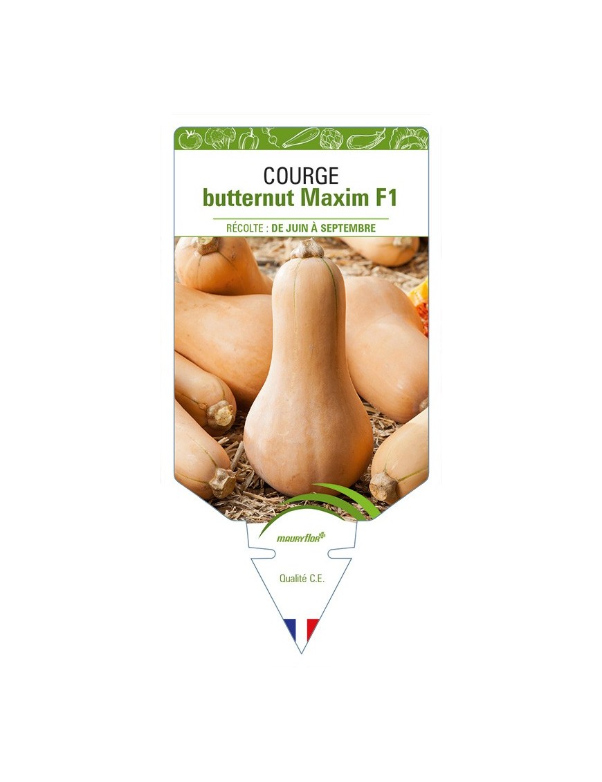 Courge butternut Maxim F1