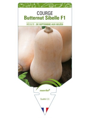 Courge butternut Sibelle F1