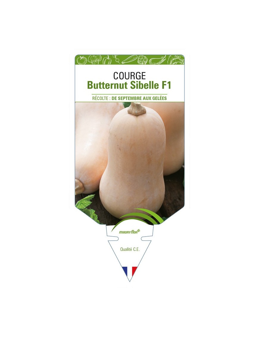Courge butternut Sibelle F1