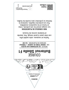 Courge butternut Sibelle F1