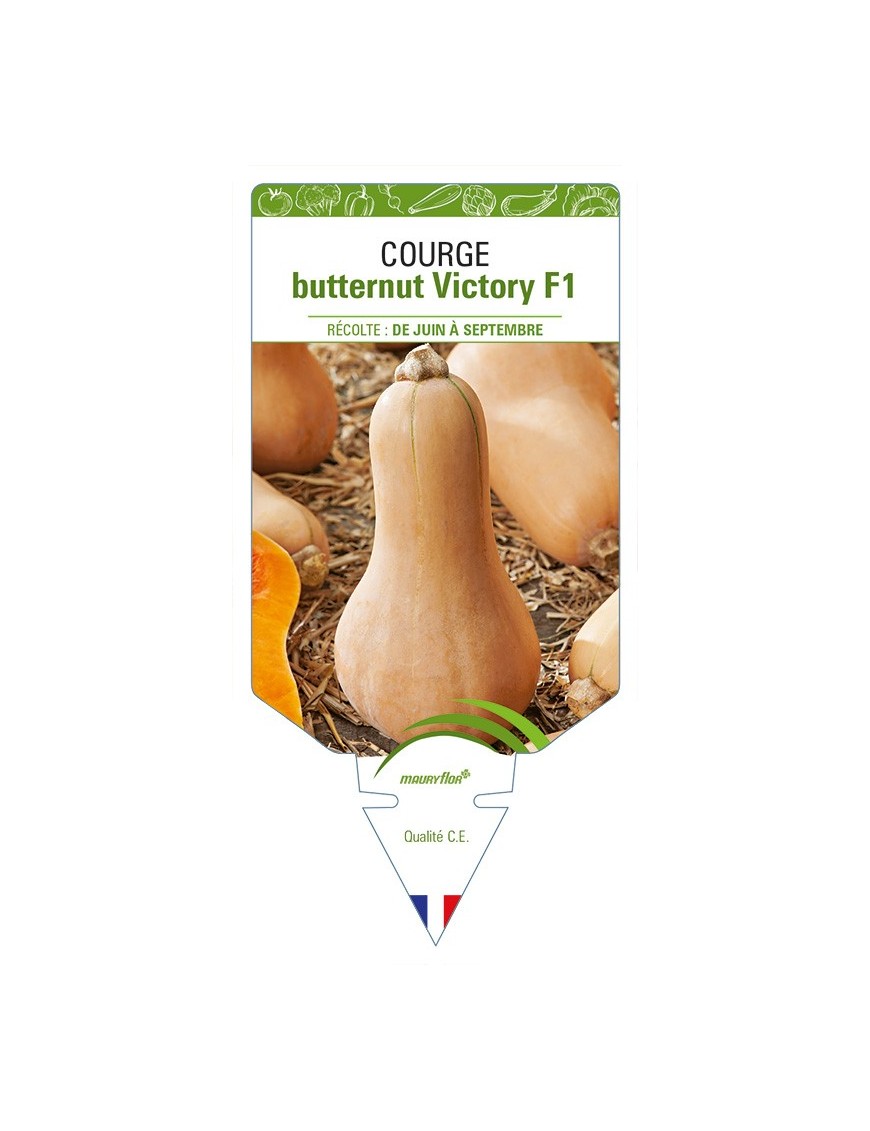 Courge butternut Victory F1