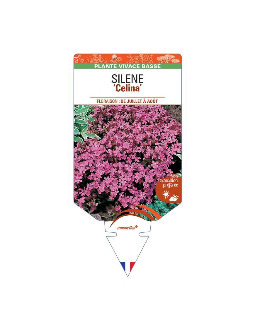 SILENE (pendula) Celina