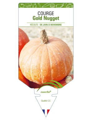 Courge Gold Nugget