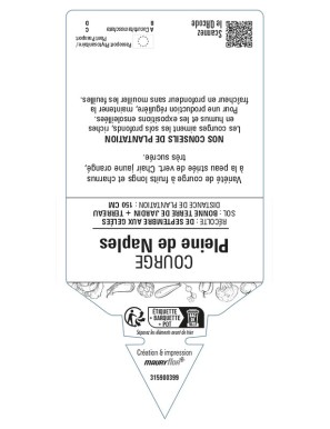 Courge Pleine de Naples