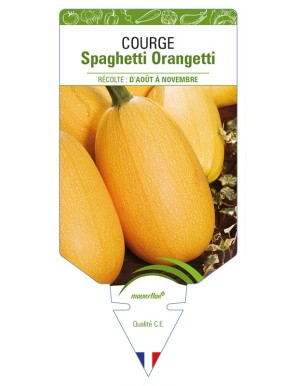 Courge Spaghetti Orangetti