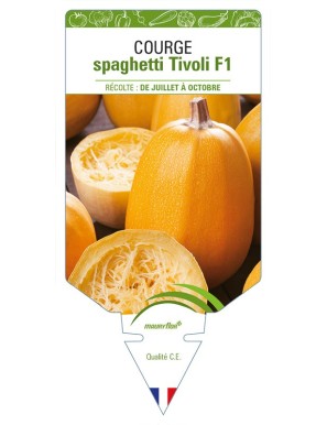 Courge Spaghetti Tivoli F1