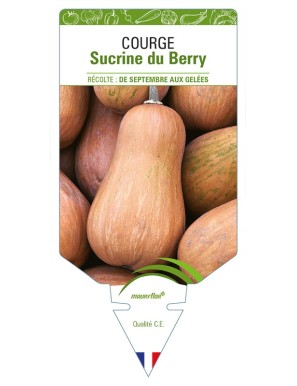 Courge Sucrine du Berry