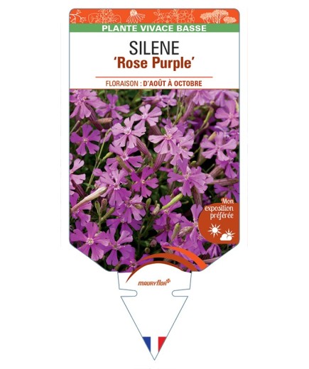 SILENE (schafta) Rose Purple