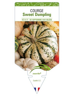 Courge Sweet Dumpling