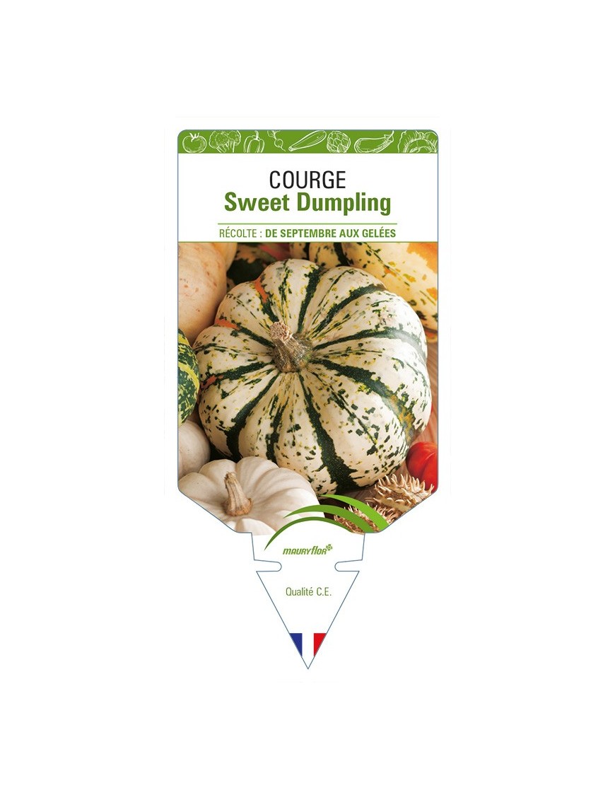 Courge Sweet Dumpling