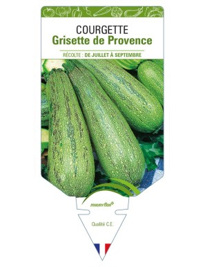 Courgette Grisette de Provence