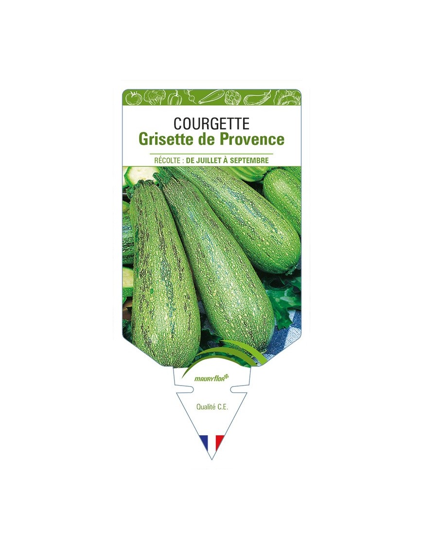 Courgette Grisette de Provence