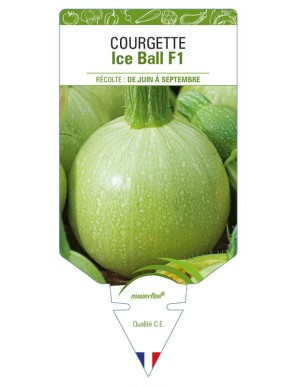 Courgette Ice Ball F1