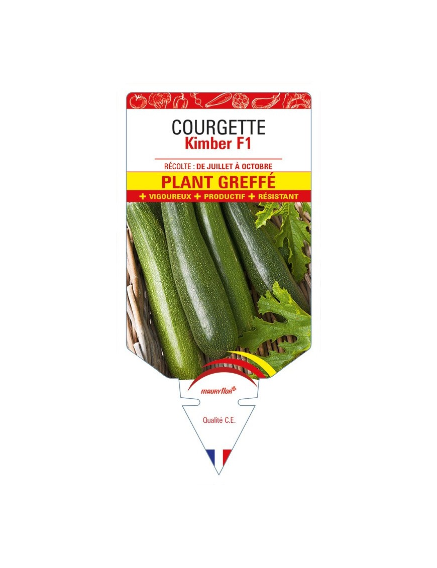 Courgette Kimber F1 Plant greffé