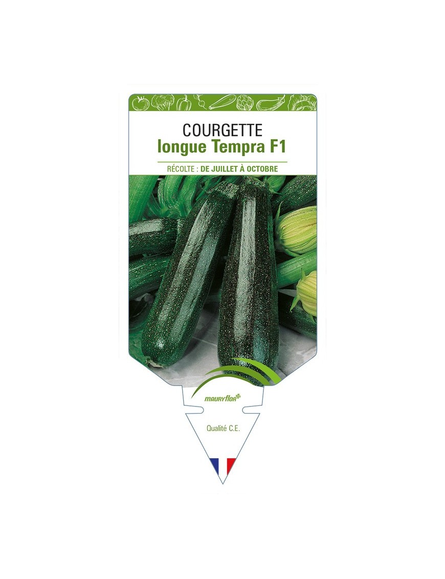 Courgette longue Tempra F1