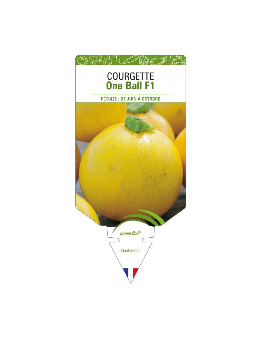 Courgette One Ball F1