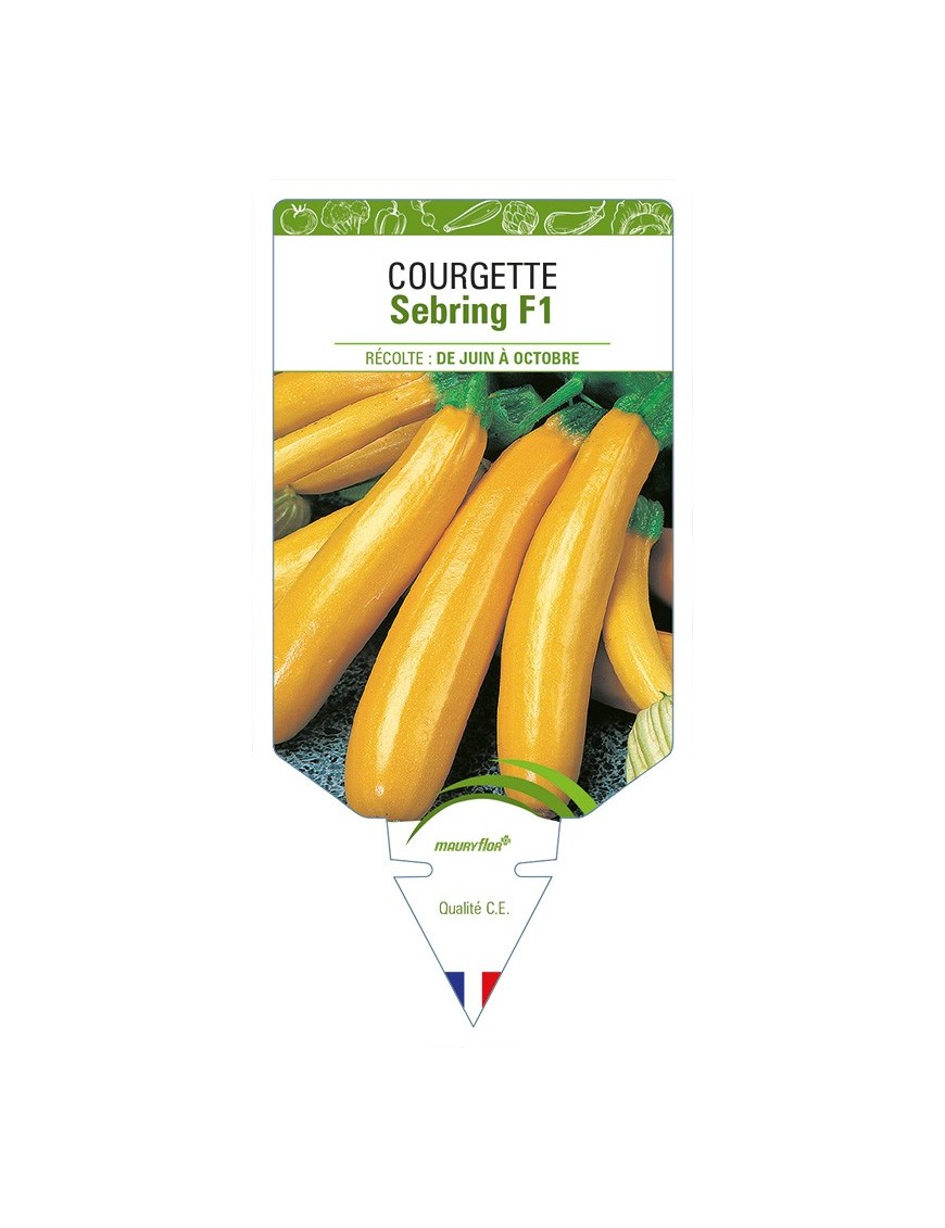 Courgette Sebring F1