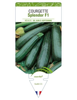 Courgette Splendor F1