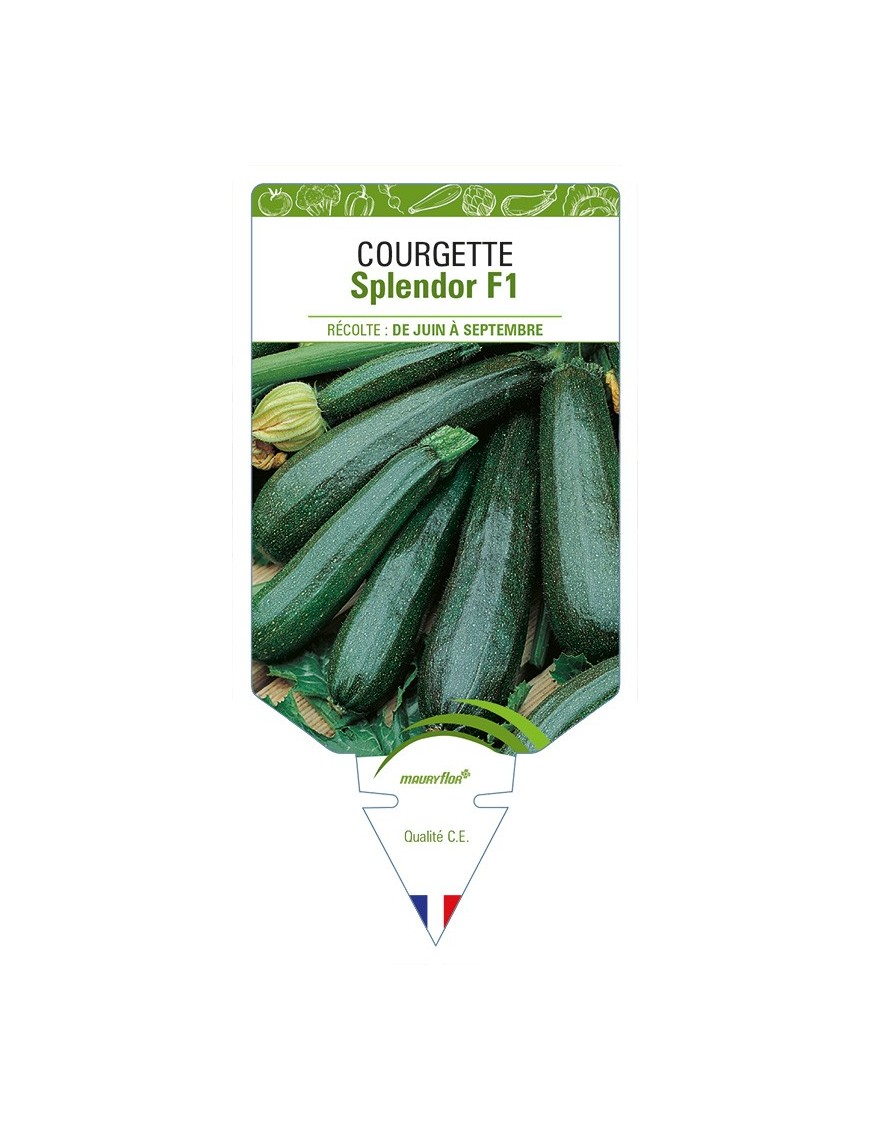Courgette Splendor F1