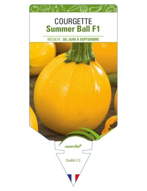 Courgette Summer Ball F1