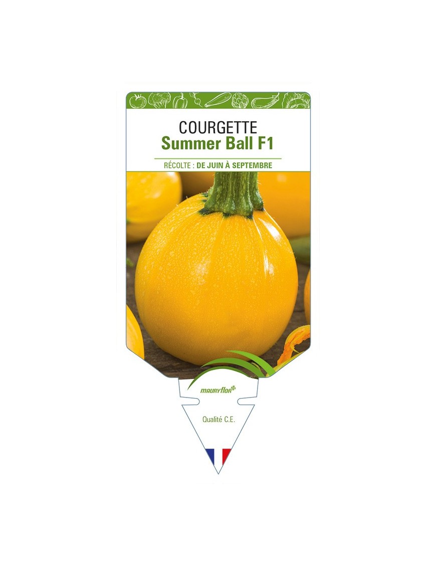 Courgette Summer Ball F1