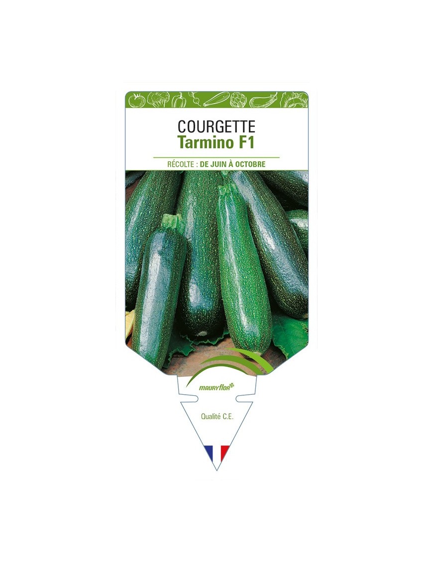 Courgette Tarmino F1