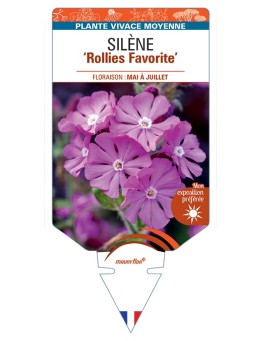 SILENE Rollies Favorite