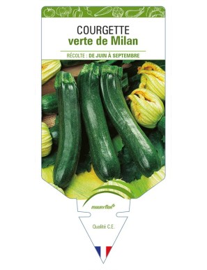 Courgette verte de Milan