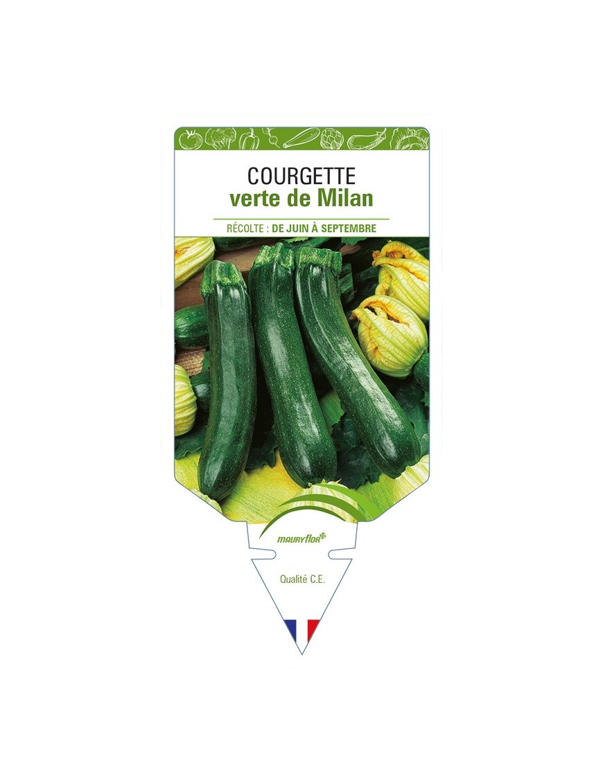 Courgette verte de Milan