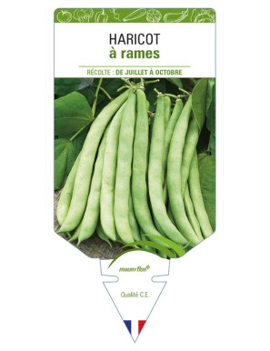 Haricot à rames