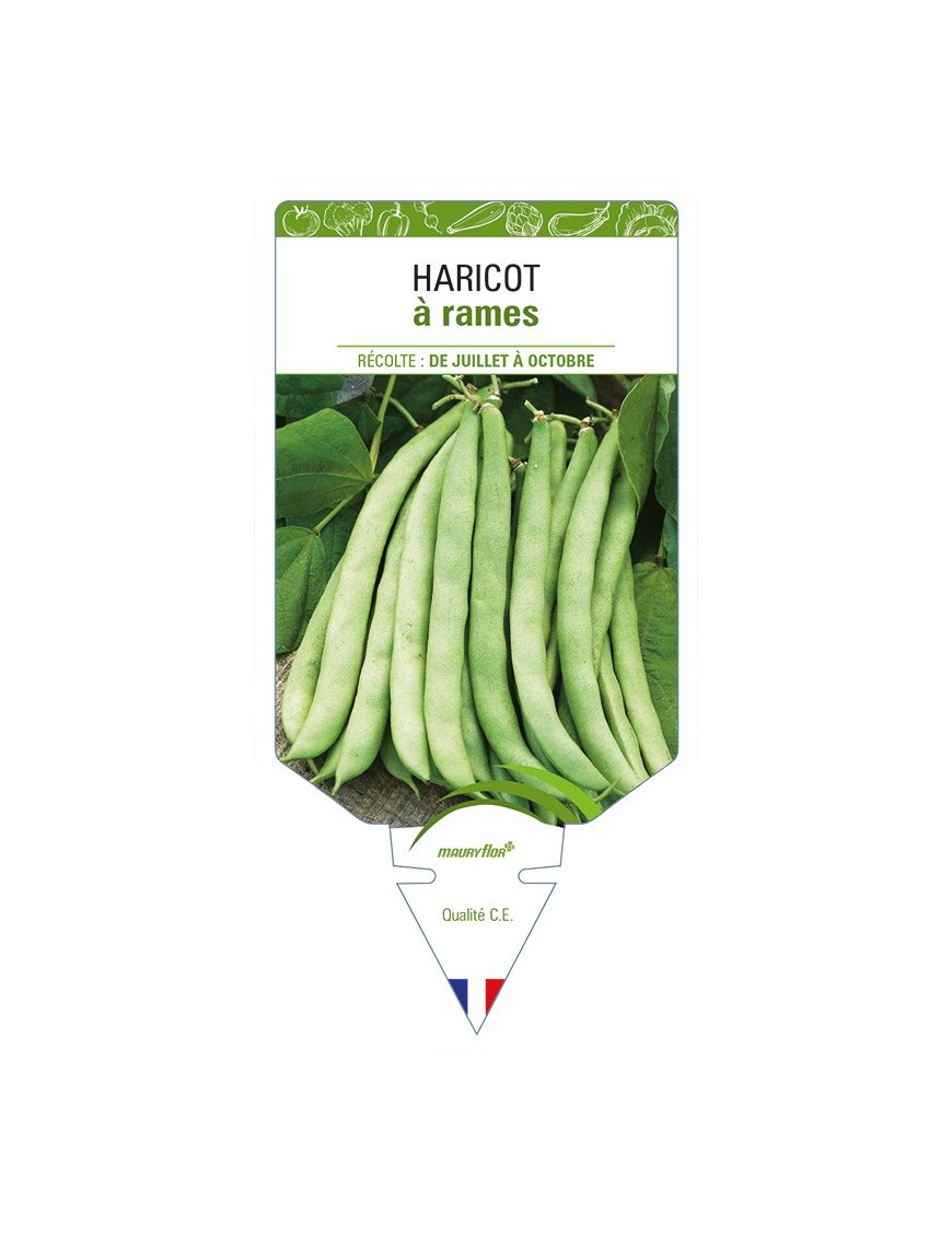 Haricot à rames