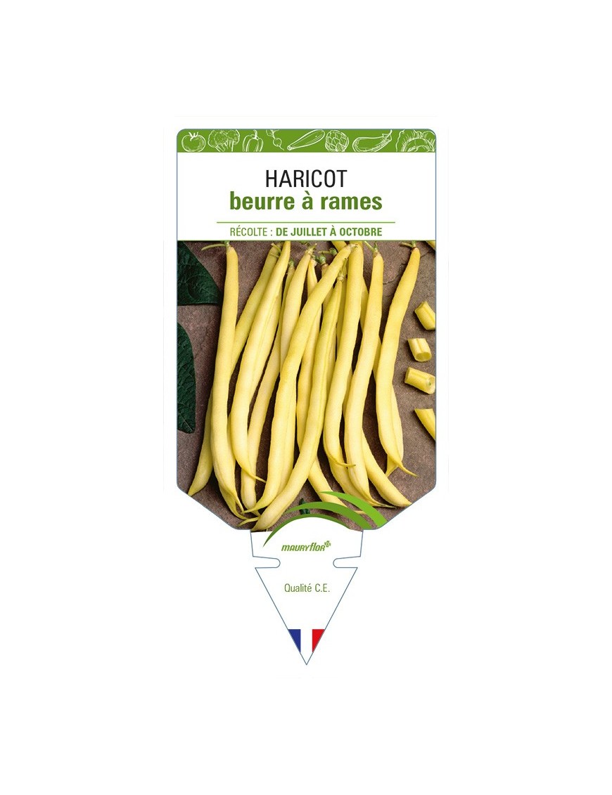 Haricot beurre à rames