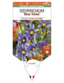 SISYRINCHIUM (bellum) Blue Violet