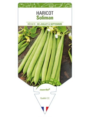 Haricot Soliman