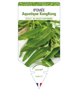 Ipomée Aquatique KangKong