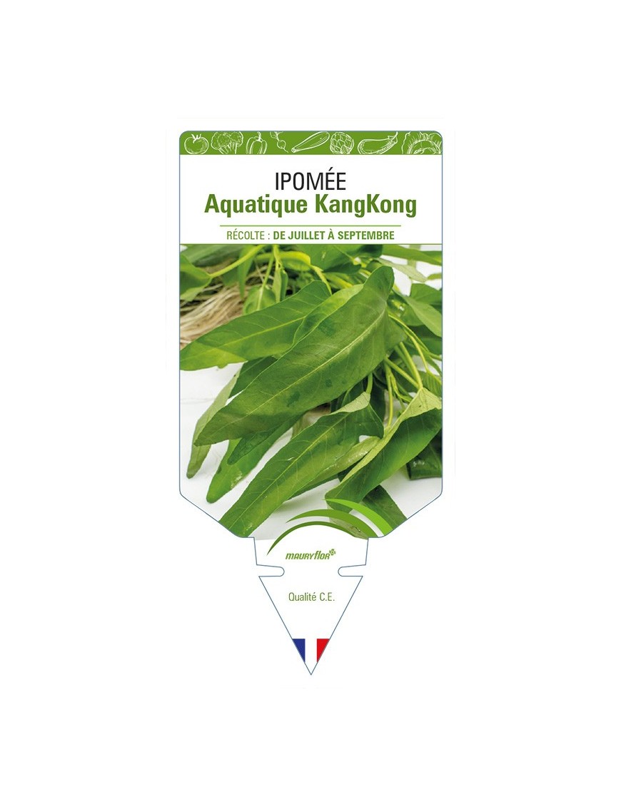 Ipomée Aquatique KangKong
