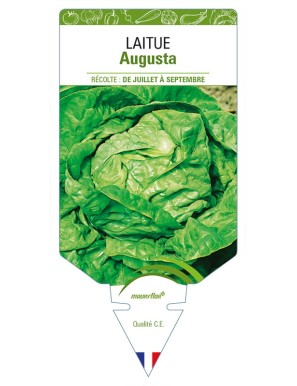 Laitue Augusta