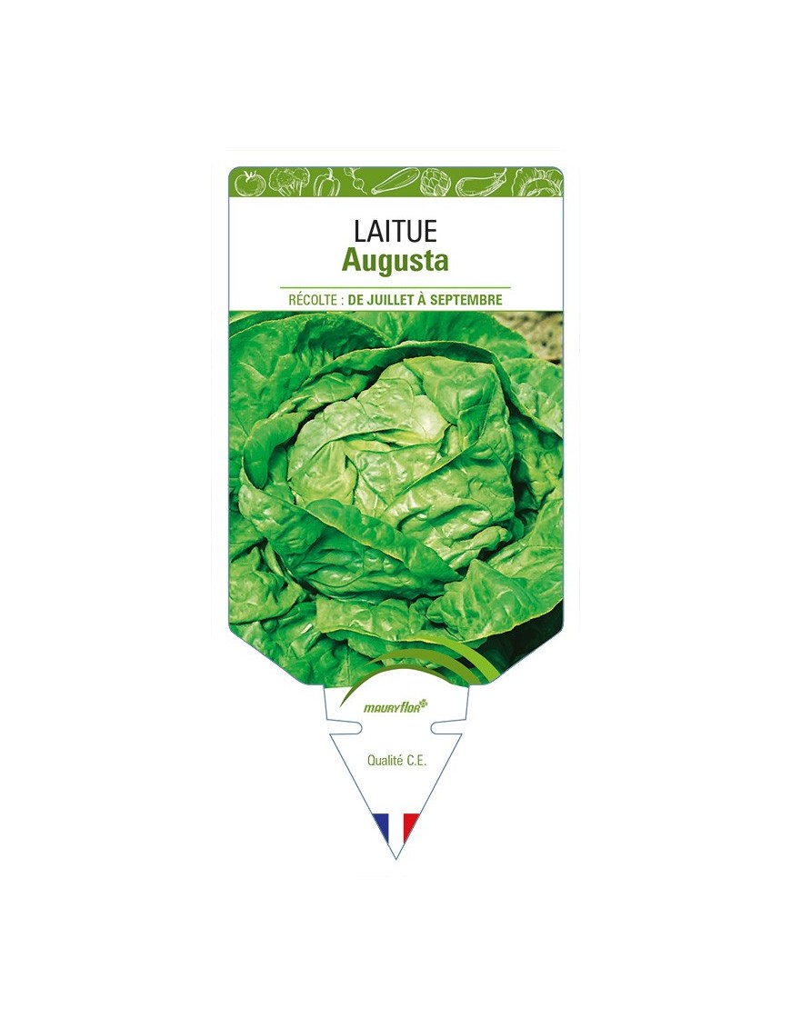 Laitue Augusta