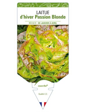 Laitue d'hiver Passion Blonde