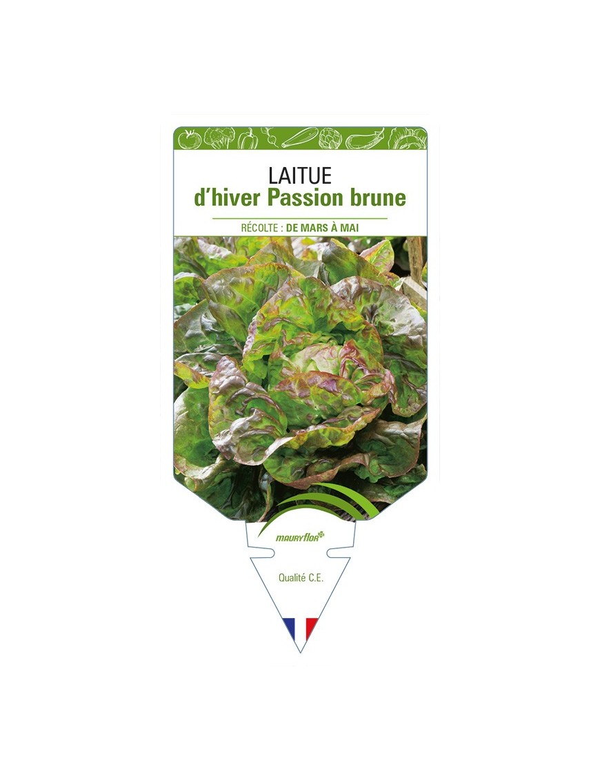Laitue d'hiver Passion brune