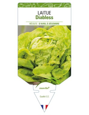 Laitue Diabless